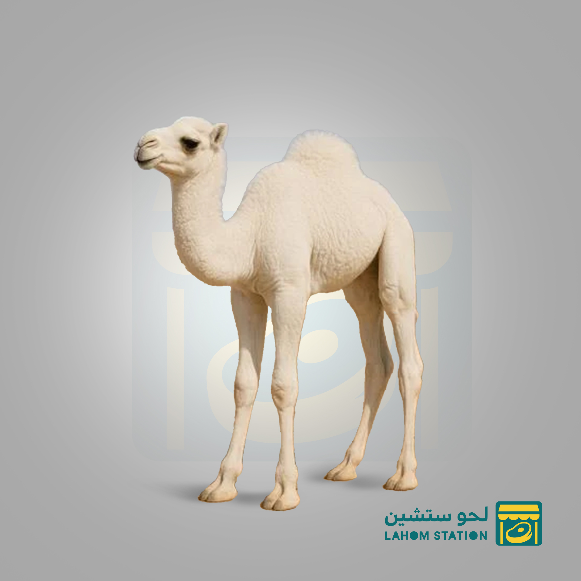 قطع لحم